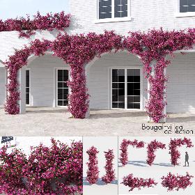 3D Bougainvillea Collection (-GrowFX) model